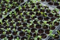 Young plants in nursery plastic tray, Nursery vegetable farm Royalty Free Stock Photo