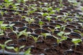 Young plants in nursery plastic tray, Nursery vegetable farm Royalty Free Stock Photo