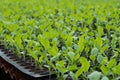 Young plants in nursery plastic tray, Nursery vegetable farm Royalty Free Stock Photo