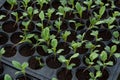 Young plants in nursery plastic tray, Nursery vegetable farm Royalty Free Stock Photo