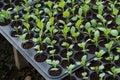 Young plants in nursery plastic tray, Nursery vegetable farm Royalty Free Stock Photo