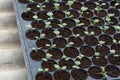 Young plants in nursery plastic tray, Nursery vegetable farm Royalty Free Stock Photo