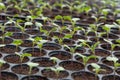 Young plants in nursery plastic tray, Nursery vegetable farm Royalty Free Stock Photo