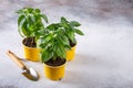 Young plants of pepper in pots. Spring seedlings. Gardening concept, springtime Royalty Free Stock Photo