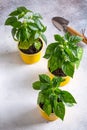 Young plants of pepper in pots. Spring seedlings. Gardening concept, springtime Royalty Free Stock Photo