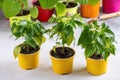 Young plants of pepper in pots. Spring seedlings. Gardening concept, springtime Royalty Free Stock Photo