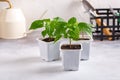 Young plants of pepper in pots. Spring seedlings. Gardening concept, springtime Royalty Free Stock Photo