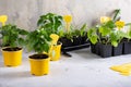 Young plants of pepper in pots. Spring seedlings. Gardening concept, springtime Royalty Free Stock Photo