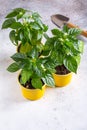 Young plants of pepper in pots. Spring seedlings. Gardening concept, springtime Royalty Free Stock Photo