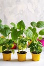 Young plants of pepper in pots. Spring seedlings. Gardening concept, springtime Royalty Free Stock Photo