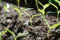 Young plants peppers in hotbed close up