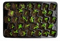 Green tomato seedling in seedling tray Royalty Free Stock Photo