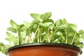 Young plants in the pot Royalty Free Stock Photo