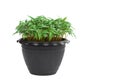 young plants in pot isolate on white Royalty Free Stock Photo