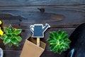 Young plants in pots, gloves for pottering on brown wooden table. Indoor gardening, watering plants. Spring