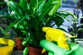 Young plants in pots, shovel, green gloves for pottering on brown wooden table. Close up hands potting plants. Spring, nature