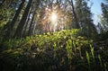 Plants reach out to Sun. Spring in forest Royalty Free Stock Photo