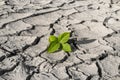 Young plants are rebirth and can grow on dry, cracked soil Royalty Free Stock Photo