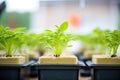 young plants sprouting in rockwool cubes in hydroponics