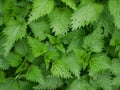 Young plants of stinging nettle Royalty Free Stock Photo