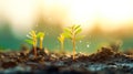 Young plants in the sunlight growing from the soil Royalty Free Stock Photo