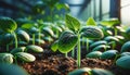 Young plants thriving in soil with a focus on a prominent seedling in a greenhouse environment Royalty Free Stock Photo