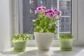 Young plants of tomato, bell pepper and blooming houseplant Pelargonium regal on the window sill Royalty Free Stock Photo