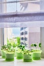 Young plants of tomato, cucumber, chard, radish, phlox in green pots on window sill Royalty Free Stock Photo