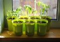 Seedlings of Tomatoes Growing on the Windowsill Royalty Free Stock Photo