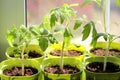 Seedlings of Tomatoes Growing on the Windowsill