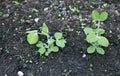 The young plants of vegetable green peas Royalty Free Stock Photo