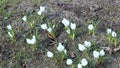 Young plants of white flowers of crocuses