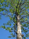 Young platanus tree in spring
