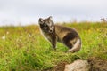 Young playful arctic fox cub in iceland Royalty Free Stock Photo