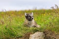 Young playful arctic fox cub in iceland Royalty Free Stock Photo