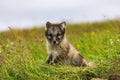 Young playful arctic fox cub in iceland Royalty Free Stock Photo