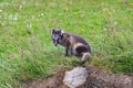 Young playful arctic fox cub in iceland Royalty Free Stock Photo