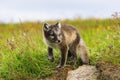 Young playful arctic fox cub in iceland Royalty Free Stock Photo