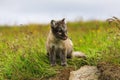 Young playful arctic fox cub in iceland Royalty Free Stock Photo