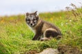 Young playful arctic fox cub in iceland Royalty Free Stock Photo