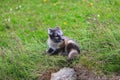 Young playful arctic fox cub in iceland Royalty Free Stock Photo