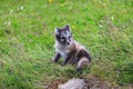 Young playful arctic fox cub in iceland Royalty Free Stock Photo