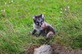 Young playful arctic fox cub in iceland Royalty Free Stock Photo