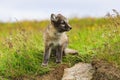 Young playful arctic fox cub in iceland Royalty Free Stock Photo