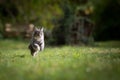 maine coon cat running on green grass outdoors Royalty Free Stock Photo