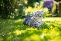 Young playful British shorthair silver tabby cat relaxing in the backyard. Gorgeous blue-gray cat with yellow eyes having fun Royalty Free Stock Photo