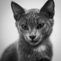 Young playful cat breed Russian blue portrait in black and white.