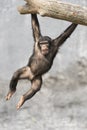 Young playful Chimpanzee hanging off a tree branch with two hands