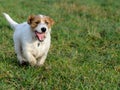 A young, playful dog Jack Russell terrier runs on a meadow in autumn. Royalty Free Stock Photo