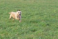 A young, playful dog Jack Russell terrier runs on a meadow in autumn. Royalty Free Stock Photo